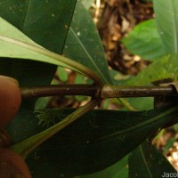 Ophiorrhiza pectinata Arn.